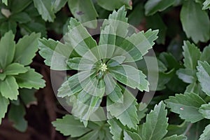 Japanese Pachysandra terminalis, leaf wreath photo